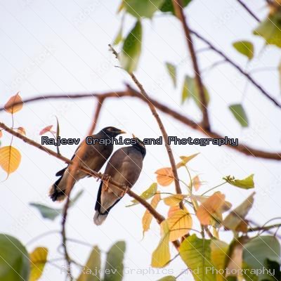 Bird Pair