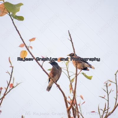 Bird Pair