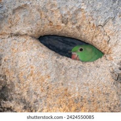 Green Parrot Hiding in Tree Hole Close Up