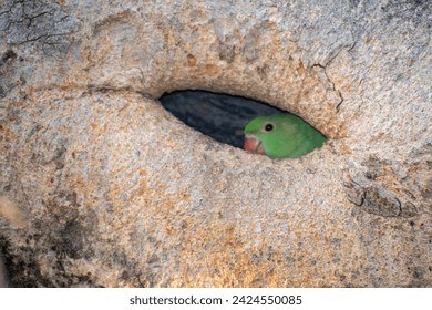 Green Parrot Hiding in Tree Hole Close Up