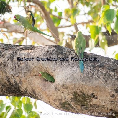 Indian Parrot And Their Chicks