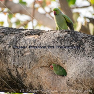 Indian Parrot And Their Chicks