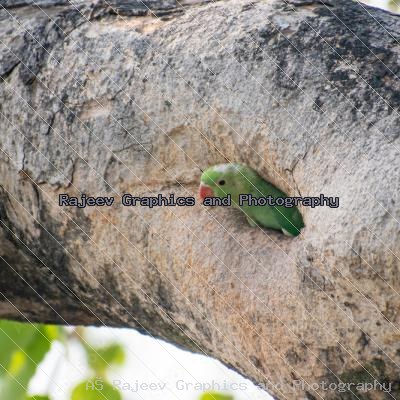 Indian Parrot And Their Chicks