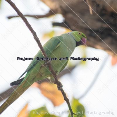 Indian Parrot And Their Chicks