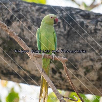 Indian Parrot And Their Chicks