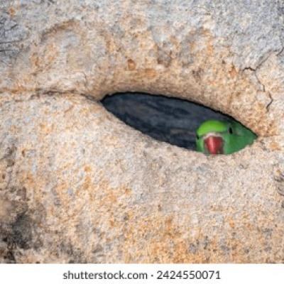Indian Parrot Peeking from Tree Hollow Nest