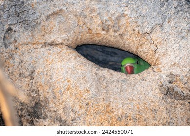 Indian Parrot Peeking from Tree Hollow Nest