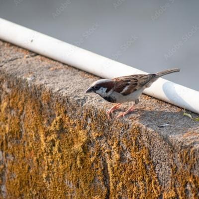 Little Sparrow - find similar on Adobe Stock