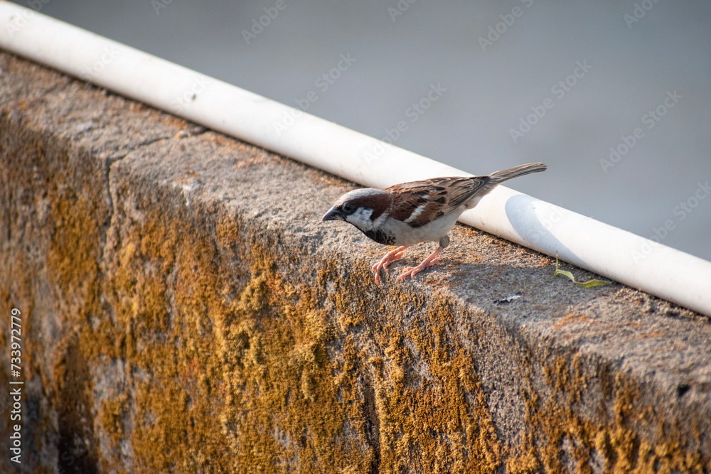 Little Sparrow